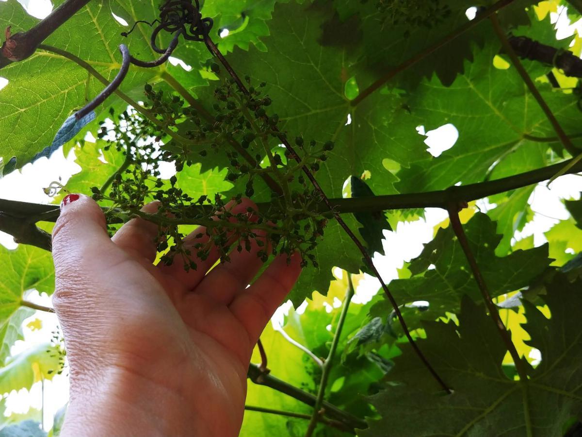 Готель Agricamping Ponteraggio N.1 Дольчеаккуа Екстер'єр фото